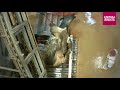 Shocking footage inside a bovine abattoir in Belgium Shocking footage inside a bovine abattoir in Belgium