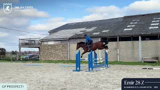 Emir 28 Z - jumping under saddle