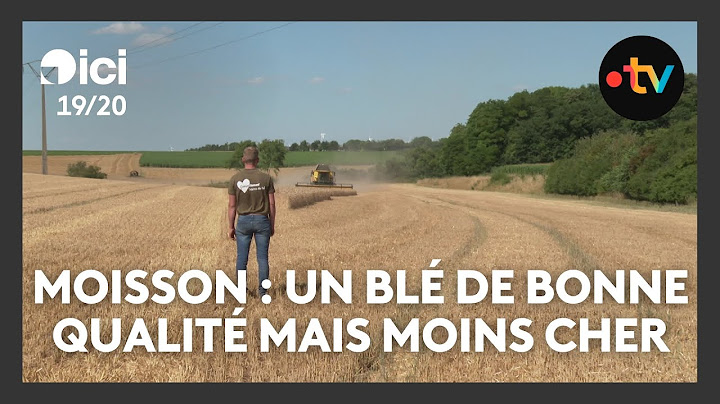 Moissons : une récolte de blé de bonne qualité, mais moins cher