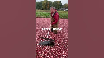 Thumbnail of Halloween Scare in the Cranberry Bog! #cranberries