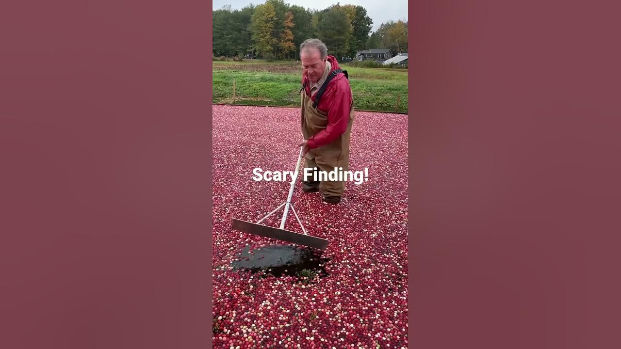 Halloween Scare in the Cranberry Bog! #cranberries