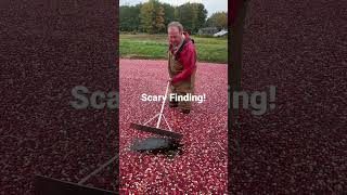 Halloween Scare in the Cranberry Bog!