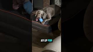 Agree to disagree! #weim #weimaraner #maveryk #mayhem #doglife