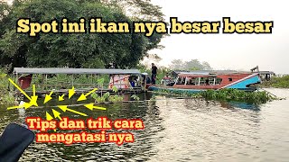 Tips dan trik cara mancing nila saat ikan berkeliaran di atas permukaan air.. Ikan nya besar besar,!