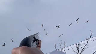 Охота на гуся 2024 / Гуси прилетели в зиму / Goose hunting