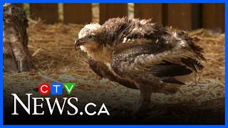 New raptor enclosure complete at Medicine River Wildlife Centre