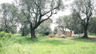 Nidificare i Paduli (concorso di idee) area di progetto - oliveto comunale