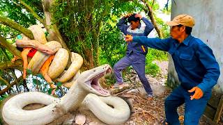 Brave Expert Rescues Younger Sister from Giant White Python