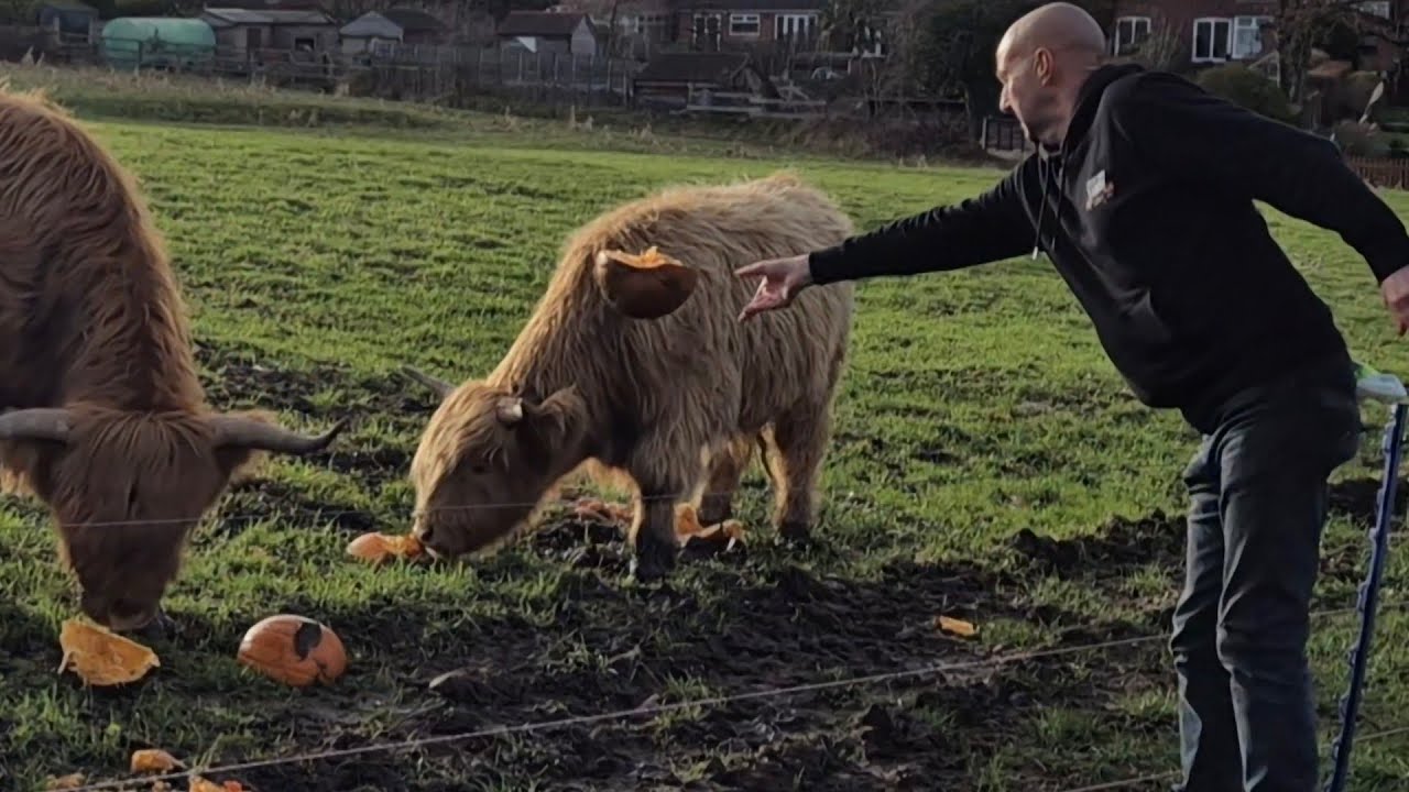 VERY VOCAL TODAY OUR HIGHLAND COWS ON THE 110 FARM