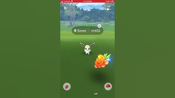 Community Day Shiny Eevee #2 plus Evolution into Shiny Jolteon in Pokémon Go