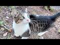 会いに行くと大喜びしてくれる人懐っこくてかわいい猫ちゃん