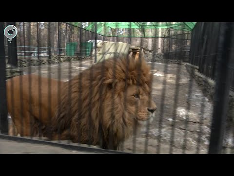 В Новосибирском зоопарке