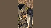 ВЕО ВЕО