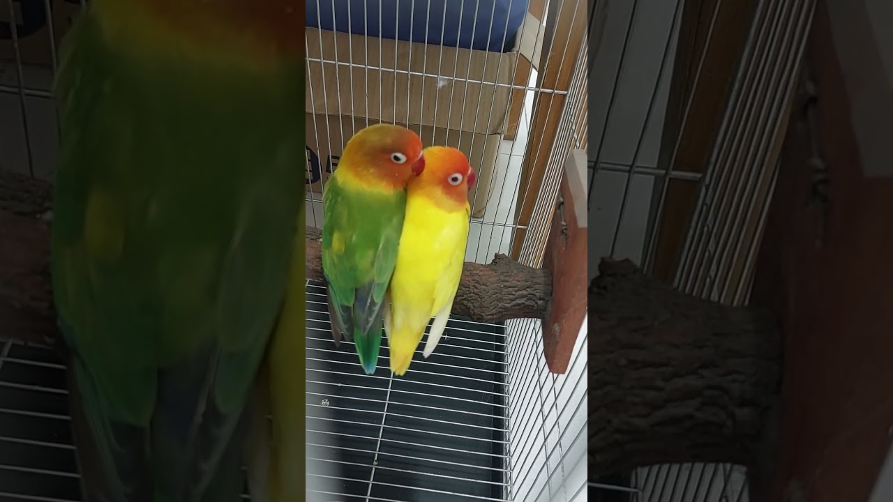 Rare Lovebird Pairing! 💚💛 (Green/Opa/Ino x Lutino)