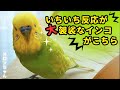 【いちいち反応が大袈裟なインコ】おしゃべりインコメロンちゃん