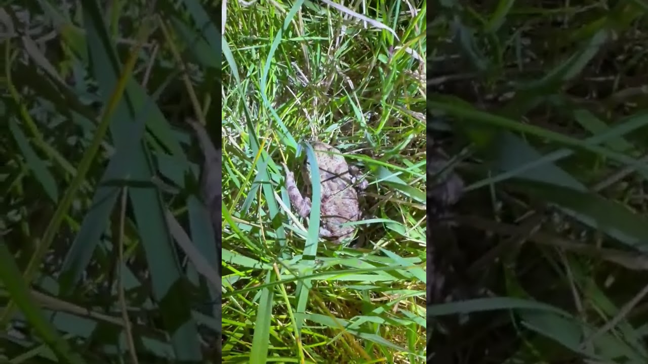 Marton Mere - Common Toad