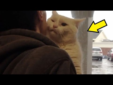 Video: Da li su hidrosoli sigurni za mačke?