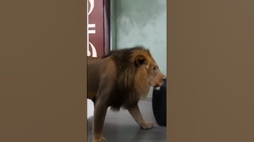 tutorial loin leap filter #loin #leap #filter #moneylove #funny #trending