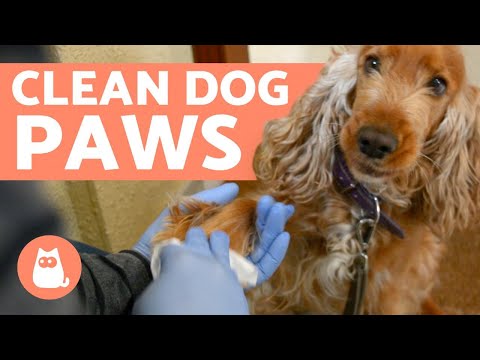 Video: Top 8 Dog Safety Apps voor Smart Pet Parents