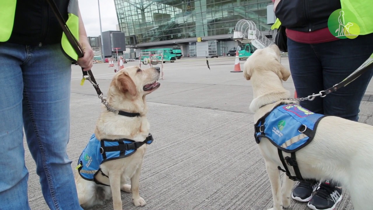 Training Assistance Dogs in Cork Airport YouTube