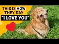 9 Signs that your Golden Retriever Loves You the Most!