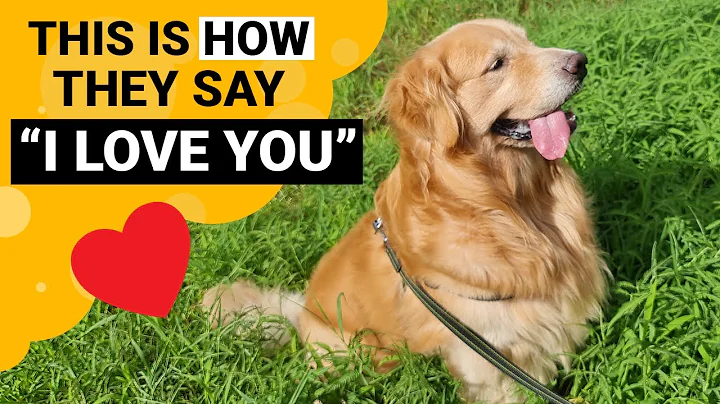 9 Signs that your Golden Retriever Loves You the Most! - DayDayNews