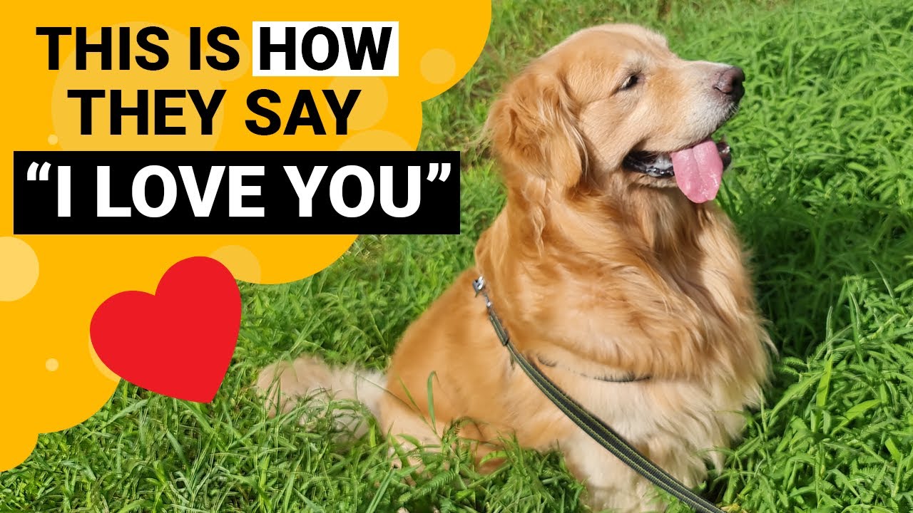 9 Signs That Your Golden Retriever Loves You The Most!