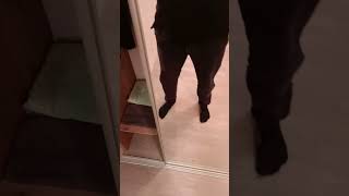 Шкаф купе встроенный с системой скрытого монтажа