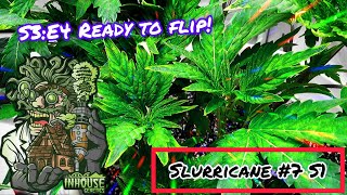 Seed to Harvest - In House Genetics