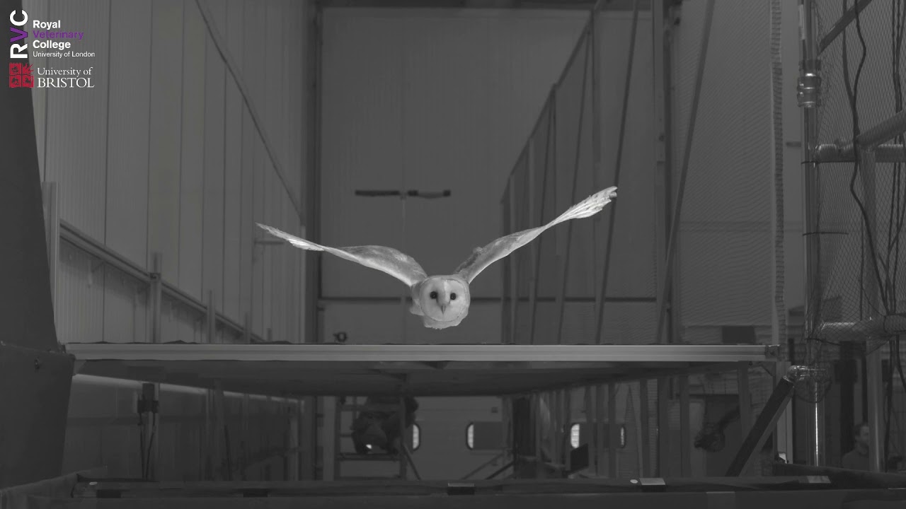 Lily the Barn Owl Reveals How Birds Fly in Gusty Winds