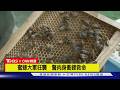 【CNN精選】蜜蜂大軍狂襲身障男 德州警肉身衝鋒救命｜TVBS新聞 @TVBSNEWS01