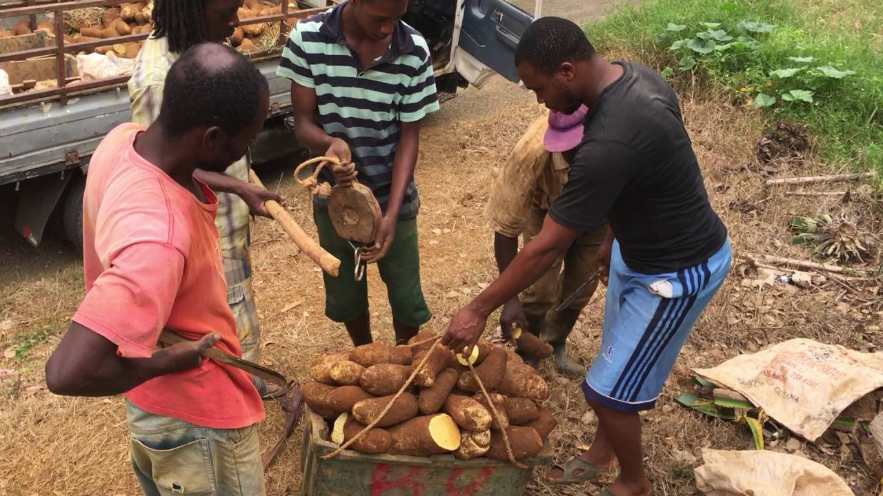 JAMAICA GOOD LIFE Manchester yam people weigh yam in truck share