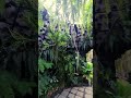 Chiang Mai Thailand best kept secret? NONG BUAK HAAD hidden GEM #chiangmai  #thailand  #garden #park