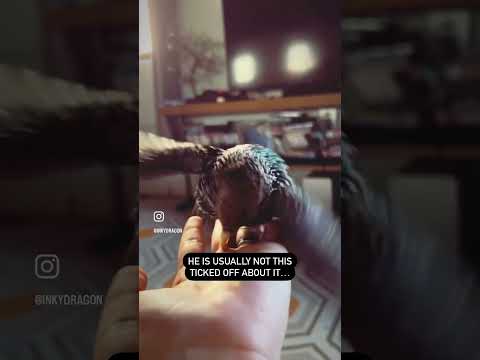 Have you ever seen a starling have a temper tantrum?