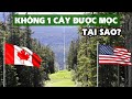 Biên giới Mỹ - Canada: Cây không được phép mọc!