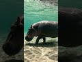 Hippopotamus #water #animals #video