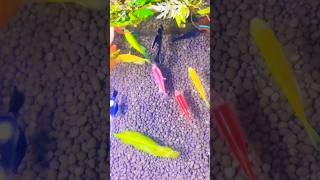 Glo tetra and Angelfish
