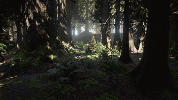 Conifer Forest Example Forest Collection