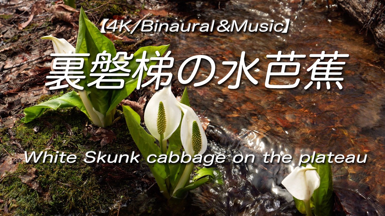 4K/Binaural＆Music】福島・裏磐梯の水芭蕉 White Skunk cabbage on