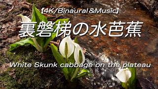 香合　くひな笛　芭蕉好 香合 くひな笛 芭蕉好 【公式通販】