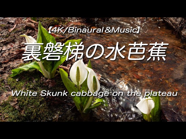 4K/Binaural＆Music】福島・裏磐梯の水芭蕉 White Skunk cabbage on