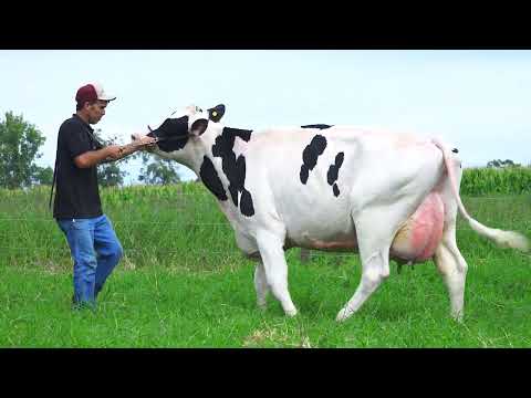 LOTE 11 NP6712