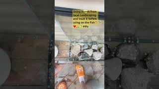 How to use stones from local Landscaping store to save money instead of buying from fish store #diy