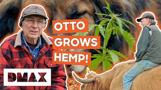 Famous Otto Kilcher Grows Hemp On The Homestead! | Alaska: The Last Frontier Wealth