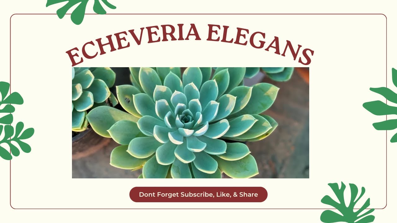 Echeveria elegans Succulent 