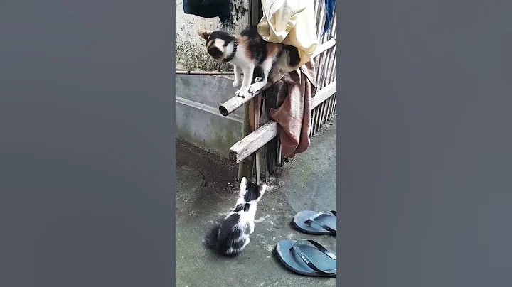 Video 1175941: meowing british shorthair munchkin, british shorthair tabby cat, tabby british shorthair kittens, british shorthair persian cat, animals meowing british shorthair, cat meowing kittens playing, meow cut cat, kitten scared