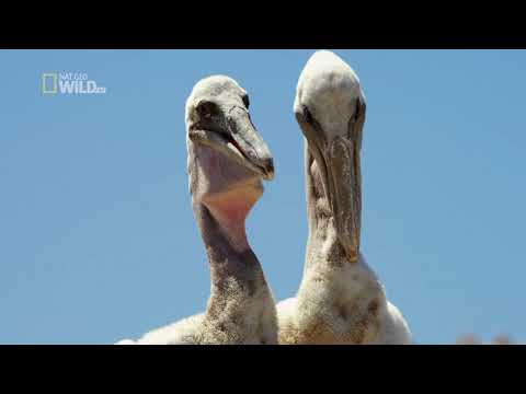 National Geographic: Дикая природа Калифорнии / Wild Baja [2014, Документальный]