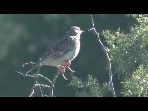 تغريد طائر الولوال