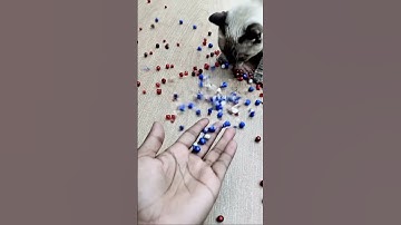 Cat Barsik Ice Cube Trick Shot 🧊 Reverse Beads 🔴🟡 #cat #reverse