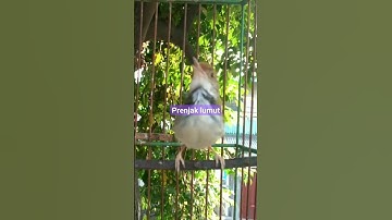 burung prenjak lumut #shorts